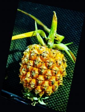 神湾菠萝