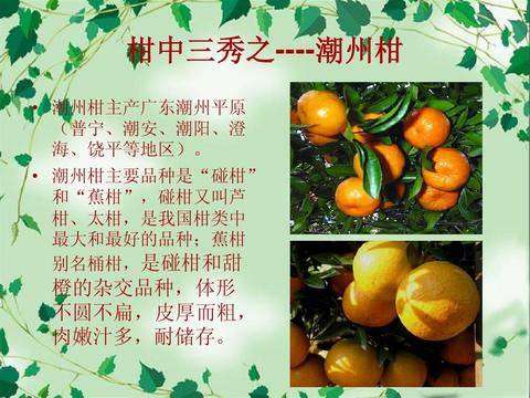 潮州柑