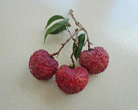 惠来荔枝