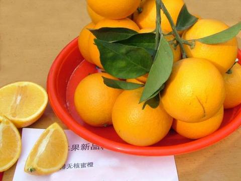 鹿寨蜜橙(也称无核蜜橙)