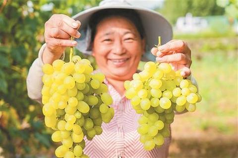 桂林葡萄
