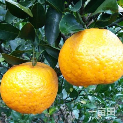 恭城椪柑