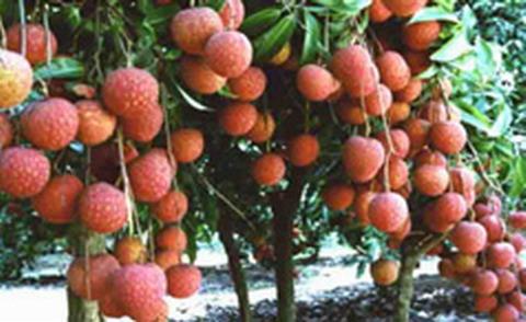 钦北荔枝