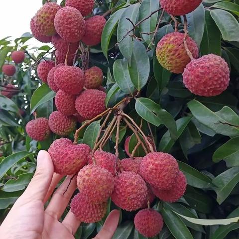 灵山荔枝