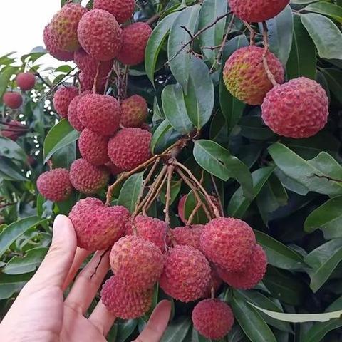 灵山荔枝