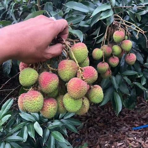 浦北妃子笑荔枝