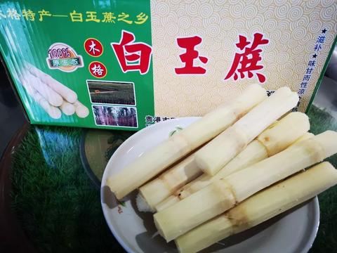 木格白玉蔗