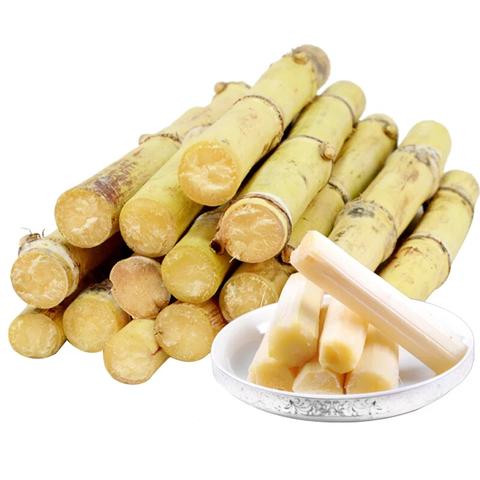 木格白玉蔗