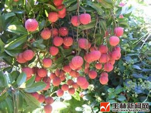 北流荔枝
