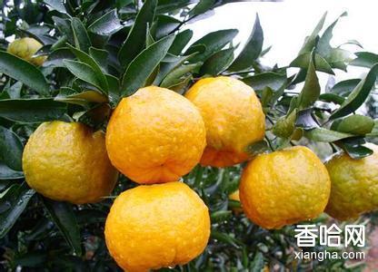 南丹椪柑