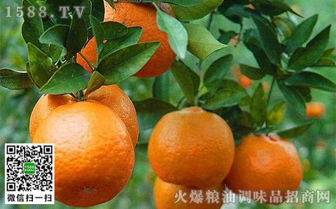 南丹椪柑