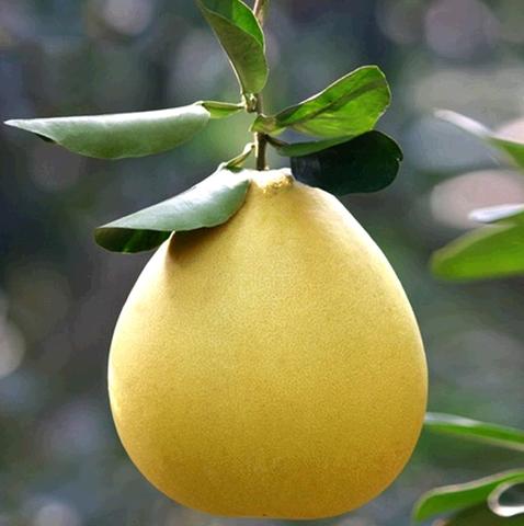 平和琯溪蜜柚