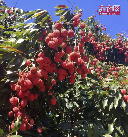 三都澳晚熟荔枝