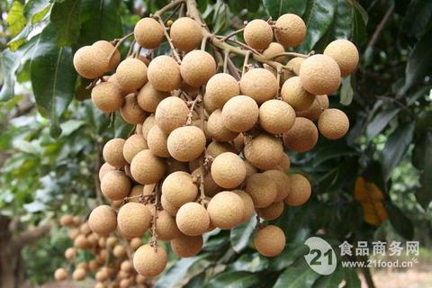 蕉城晚熟龙眼