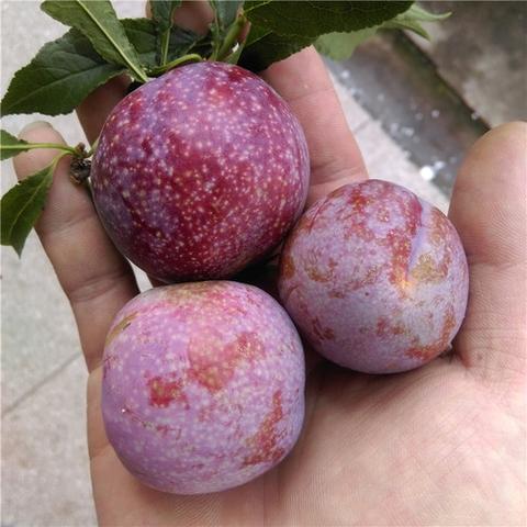福安芙蓉李