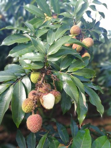 三门坡荔枝