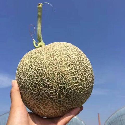 三亚甜瓜