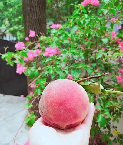 龙泉驿水蜜桃