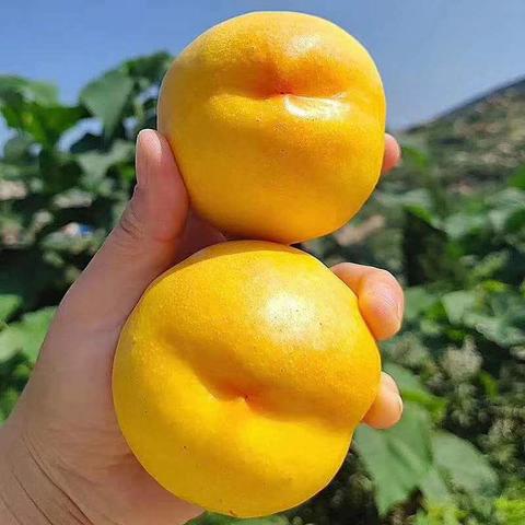三元油桃