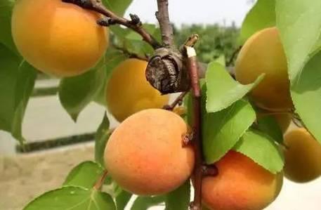 福洪杏