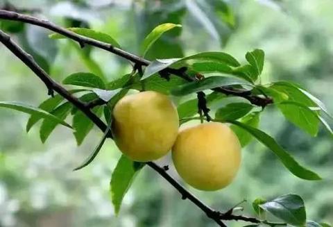 大邑金蜜李