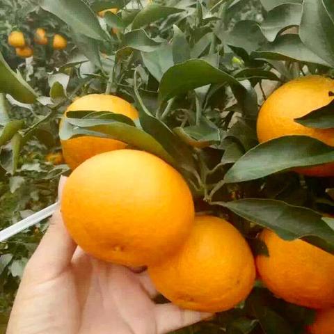 蒲江杂柑