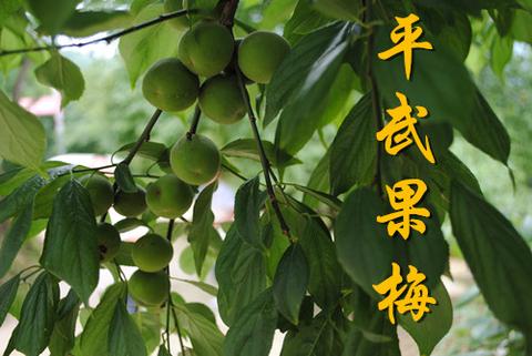 平武果梅