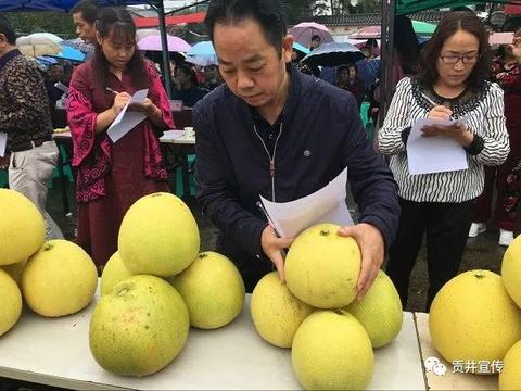 贡井龙都早香柚