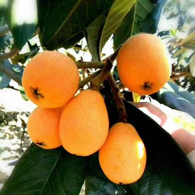 攀枝花枇杷