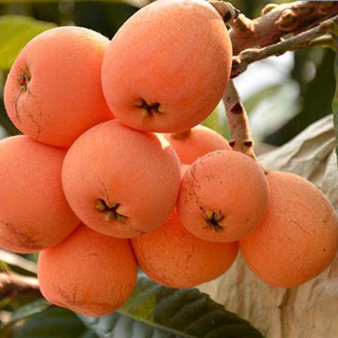 攀枝花米易枇杷