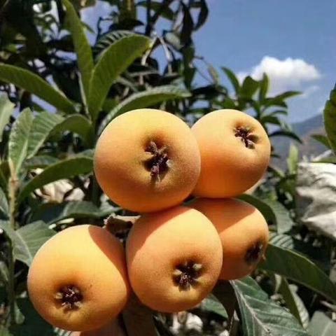 攀枝花米易枇杷