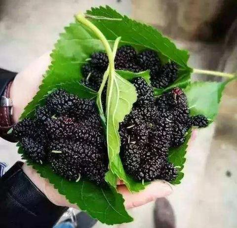 盐边桑椹