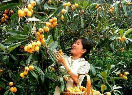 天仙硐枇杷