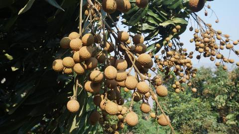 张坝桂圆