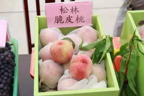 松林桃