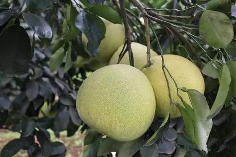 中江柚