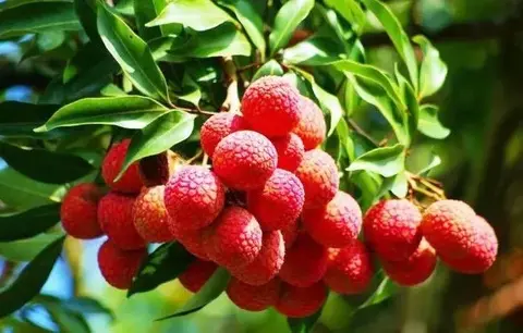 嘉州荔枝
