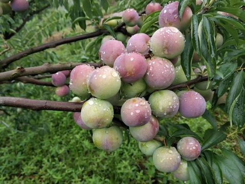 宜宾茵红李