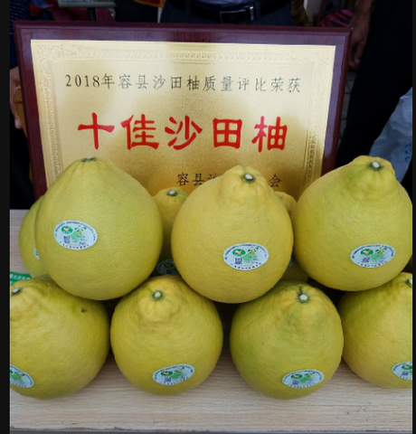 仪陇元帅柚