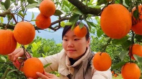 西凤脐橙