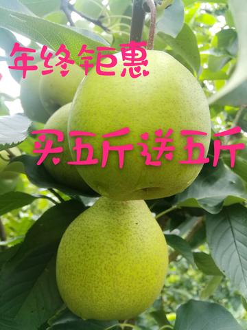 汉源雪梨