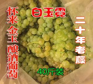 小金酿酒葡萄