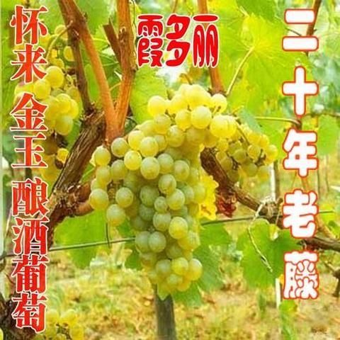 小金酿酒葡萄