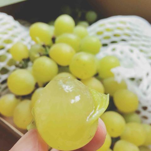 小金酿酒葡萄
