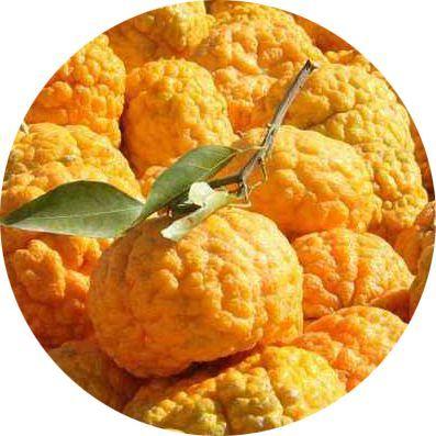 木里皱皮柑