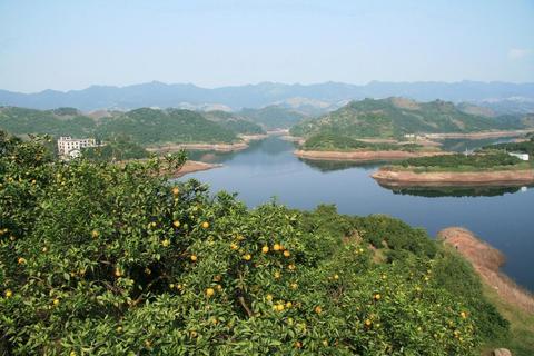 邻水脐橙