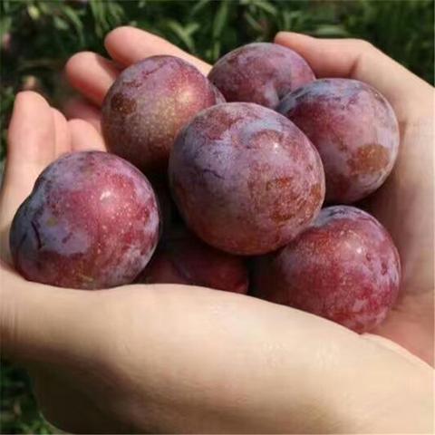 丹棱脆红李