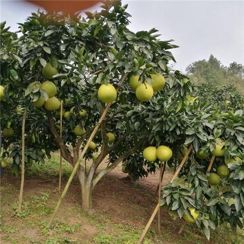 巴南接龙蜜柚