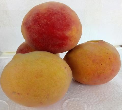 太和黄桃