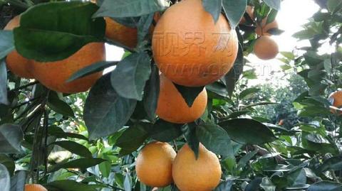 荣昌脐橙